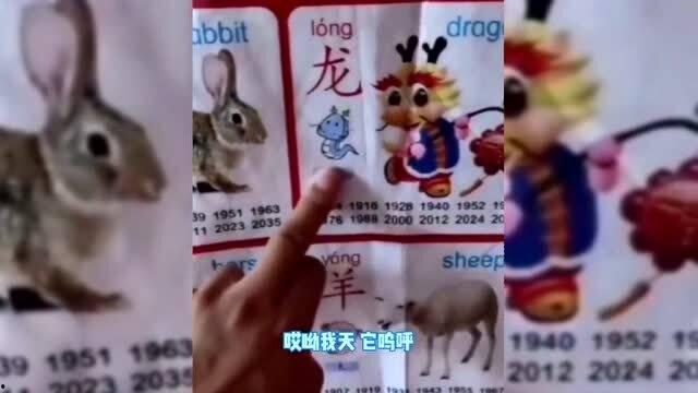 猫猫变成人类动漫视频,猫咪奇遇记