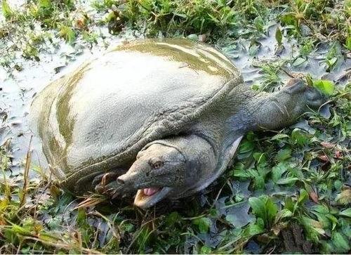 看斑甲鱼变成人了视频,从水中精灵到人间传奇