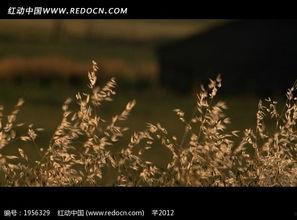 植物会转世成人吗视频,揭秘植物与人类之间的神秘联系